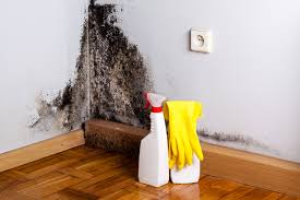 Best Black Mold Removal  in Old Westbury, NY